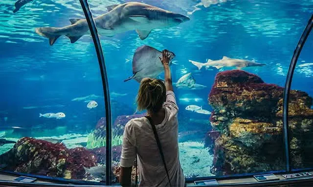AL-Barcelona Aquarium + Free Day (Adulto + 13 años)